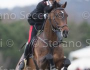 Bologni F Trifoglio TosTour 2013- S5 7235 : Arezzo Equestrian Centre, Bologni Filippo, Toscana Tour 2013, Trifoglio di San Calogero, foto di Stefano Secchi ©